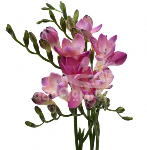 freesia pink