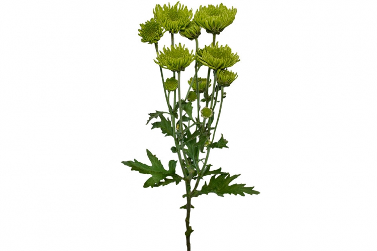aldia green