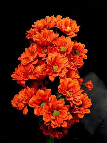 daisy Managua orange