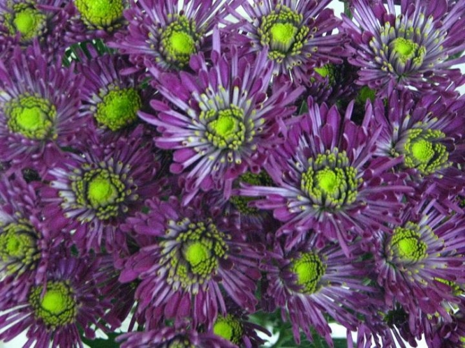 troyes purple