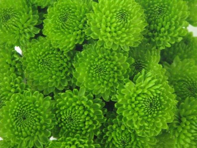 country green