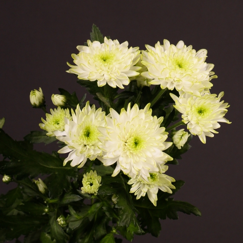 zembla lime