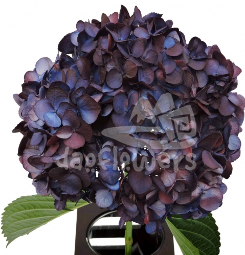 bicolor dark blue burgundi PNT