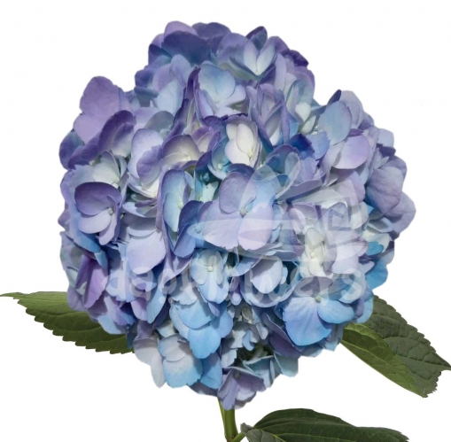 Bicolor Light Blue Lavender PNT