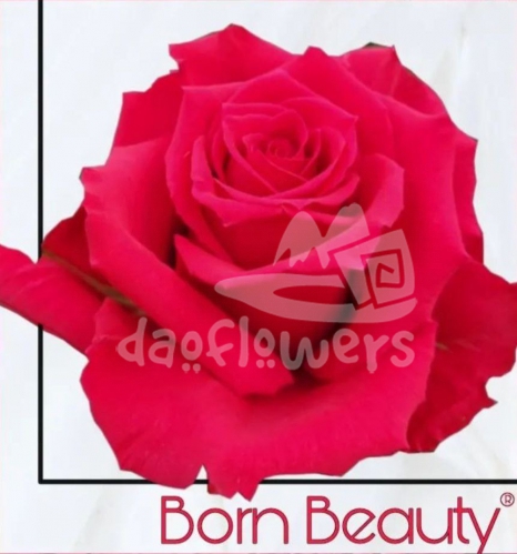 born beauty