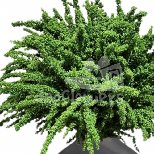 rumex unicorn