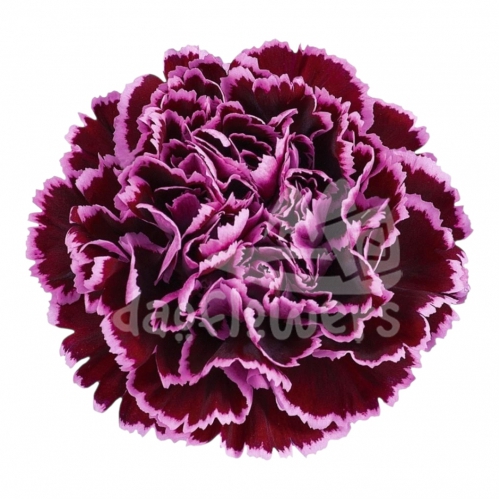 Nobbio Crochet