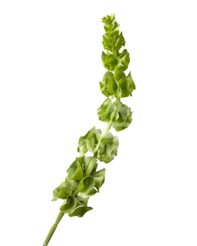 molucella