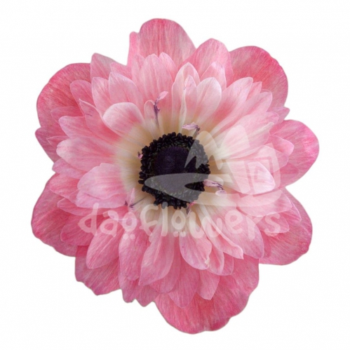 levante pink