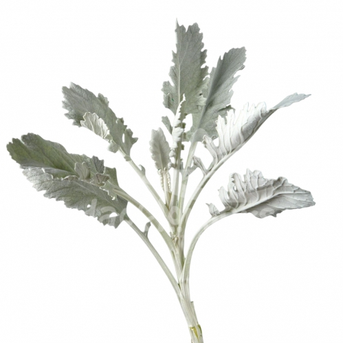 dusty miller