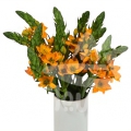 ornithogalum orange
