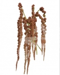 hanging amaranthus coral