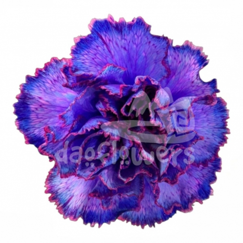 Bic Berry PNT