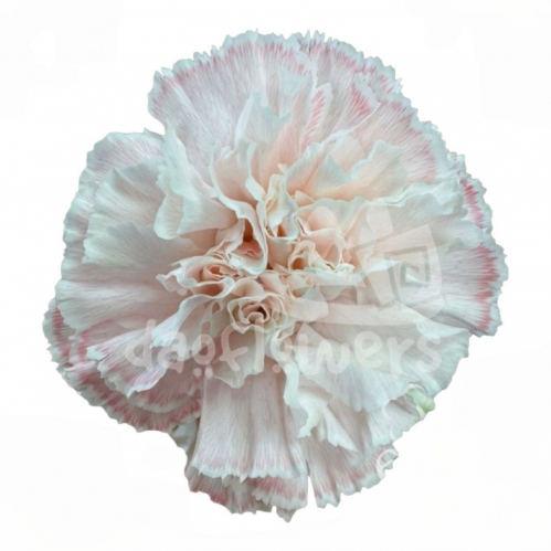 Candy Pink PNT
