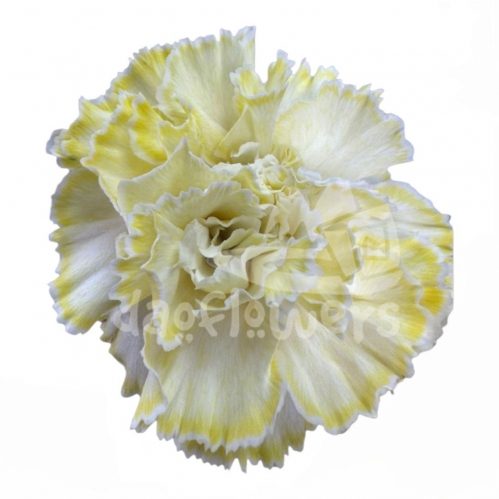 Candy Yellow PNT