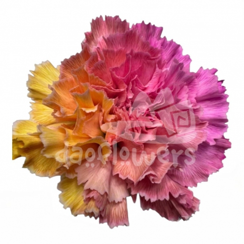Candy Bloom PNT