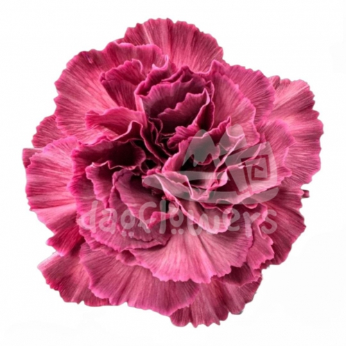 Inspire Cerise PNT