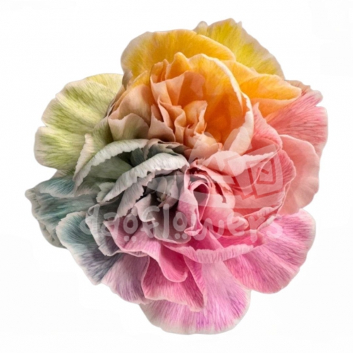 Rainbow Peachy PNT
