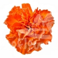 Orange PNT