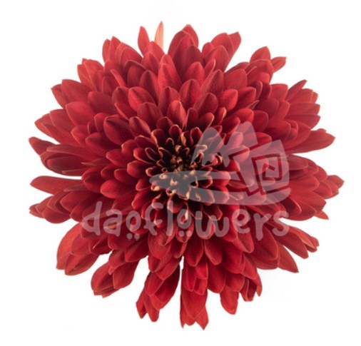 Rojo