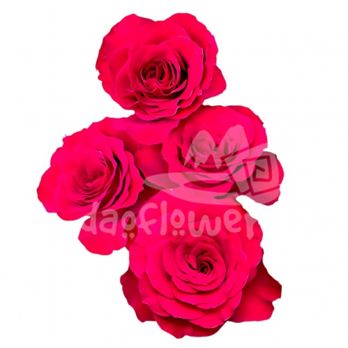 bella love raspberry*