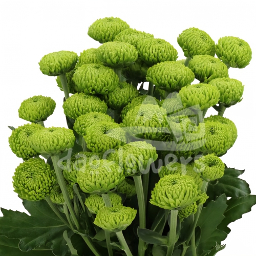 Deligreen