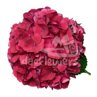 magical trophy red natural