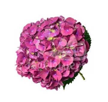 magical trophy purple natural