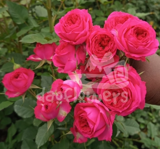 harmonie cerise*