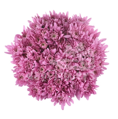 cushion Veronika pink