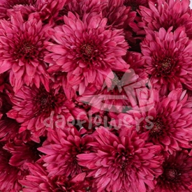 Lamira Red spray