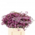 Early Purple
