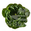 success Cloni Green Alcachofo Signature