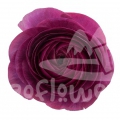 success Cloni Renoir Signature