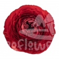 success Cloni Valentino Signature