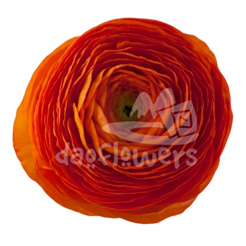 elegance Clementine Signature