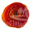 elegance Clementine Standard