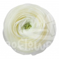 elegance Crema Signature
