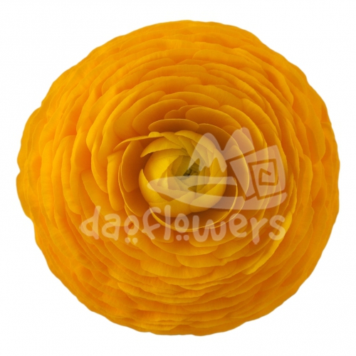 elegance Giallo Standard