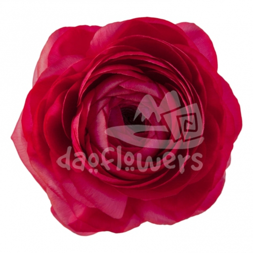 elegance hot pink Reserve