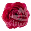 elegance hot pink Reserve