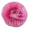 elegance Rosa Signature