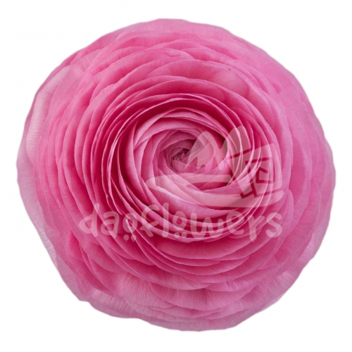 elegance Rosa Standard