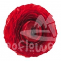 elegance Rosso Reserve