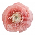 success Cloni Gran Pastel Reserve