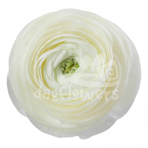 elegance Crema Standard