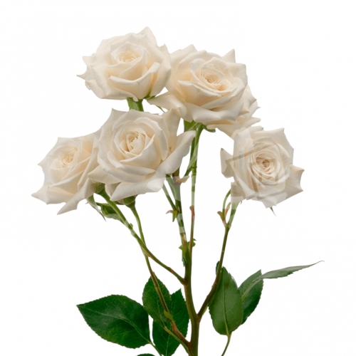 white majolica*