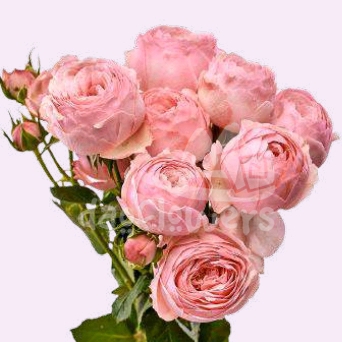 mansfield park pink*