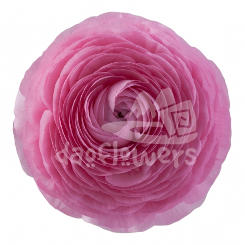 elegance Rosa Chiaro Signature