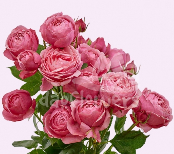 silva pink*